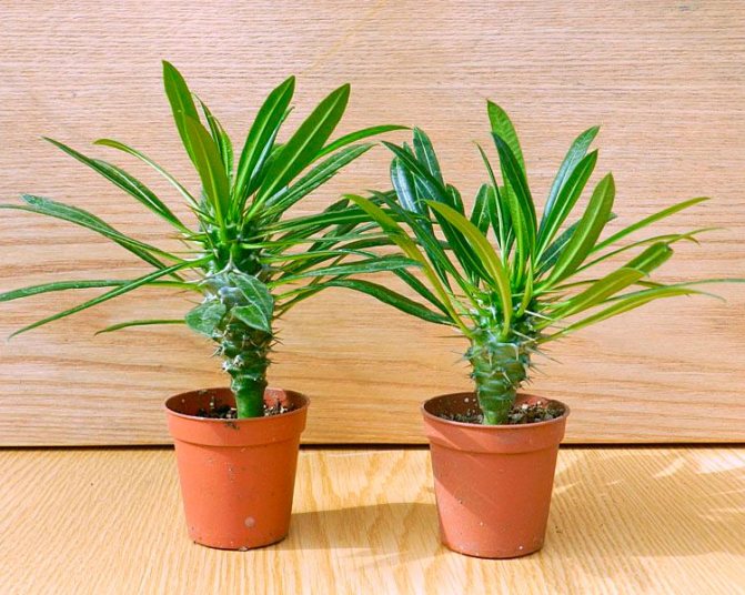 Plante dăunătoare pentru oameni: listă, descriere. Plantele de apartament otrăvitoare