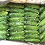 Temporary storage of fresh cucumber harvest
