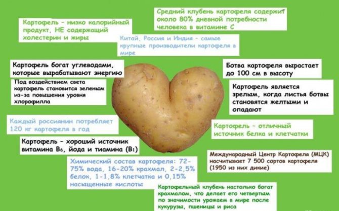 כל מה שצריך לדעת על תפוחי אדמה