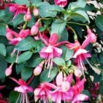 Everything you need to know about growing fuchsia from seeds at home