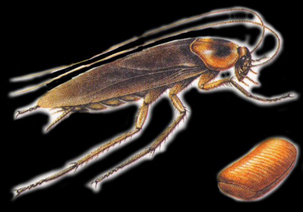 Всичко, което трябва да знаете за черните хлебарки