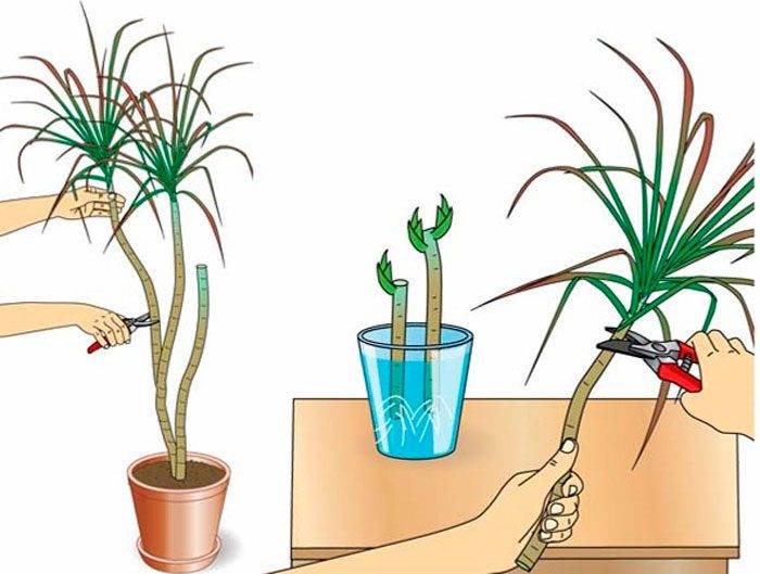Toate metodele de propagare a plantelor