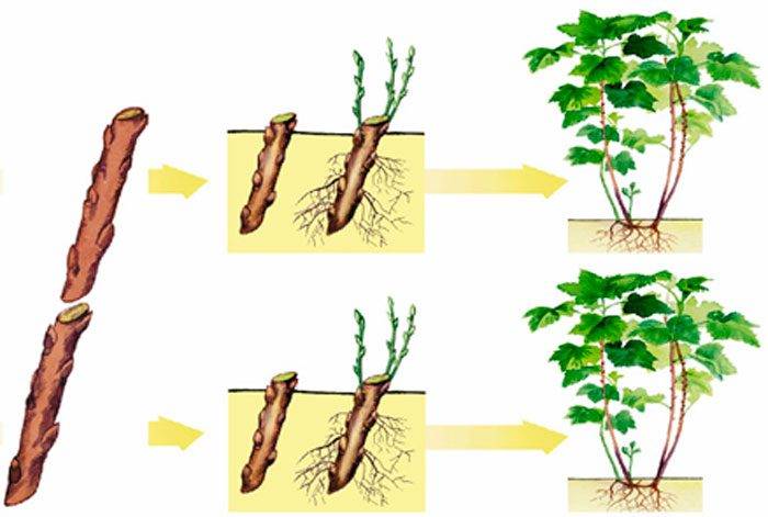 Всички методи за размножаване на растения