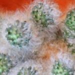All about breeding cacti