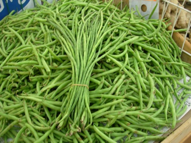 All about green beans or asparagus. The basics of planting, growing and caring for a crop