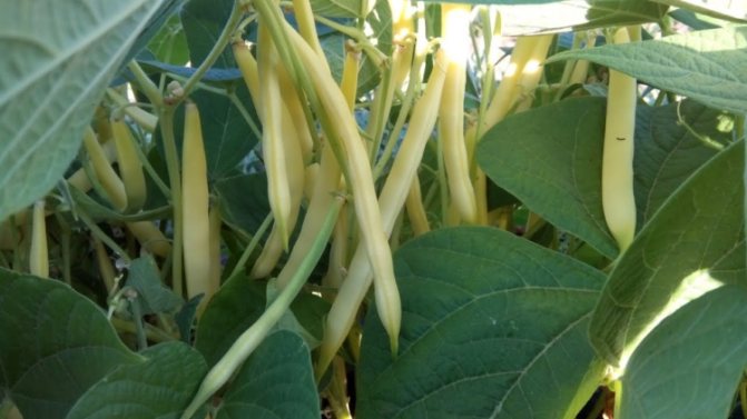 All about green beans or asparagus. The basics of planting, growing and caring for a crop