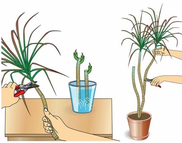 Toate părțile tăiate ale dracaenei pot fi plantate prin înrădăcinare într-un mediu nutritiv sau în apă