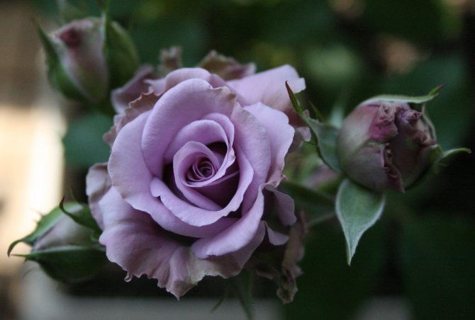 Alla sorter av lila rosor är hybrider som uppföds av uppfödare