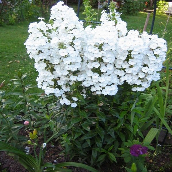 All varieties of phlox with photos and names
