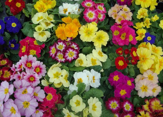 Terdapat kira-kira 500 spesies primroses di dunia.
