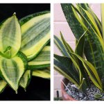 Everyone knows: Pike tail, Mother-in-law's tongue - Sansevieria. Various types of home