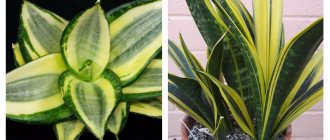 Everyone knows: Pike tail, Mother-in-law's tongue - Sansevieria. Various types of home