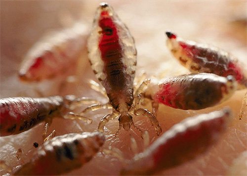Lice feed on blood several times a day.