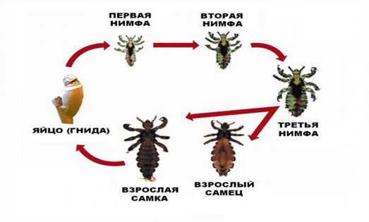 Lice in humans types and routes of infection