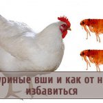 Lice in domestic chickens: how to identify and get rid of parasites?