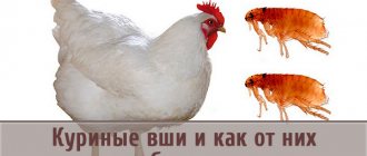 القمل في الدجاج المنزلي: كيفية التعرف على الطفيليات والتخلص منها؟