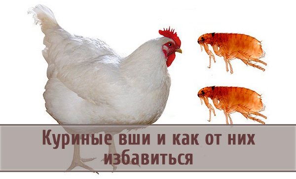 Kutu pada ayam domestik: bagaimana mengenal pasti dan menyingkirkan parasit?