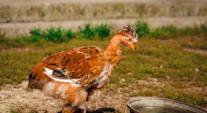 How to remove lice from chickens: identify chicken lice and get rid of