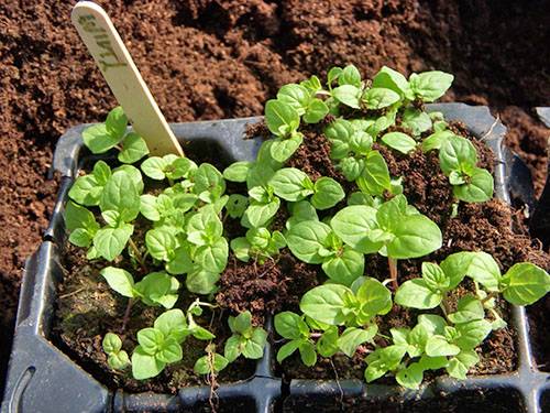 Mint sprout in containers