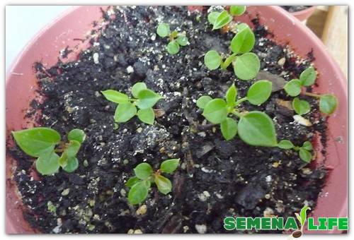seedlings of anthurium