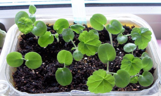 Geranium seedlings
