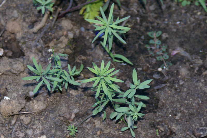 Linaria seedlings photo