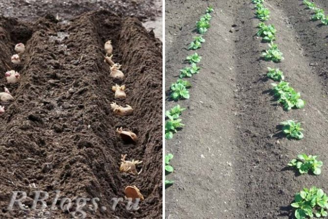 Seedlings of early potatoes 2-3 weeks after planting