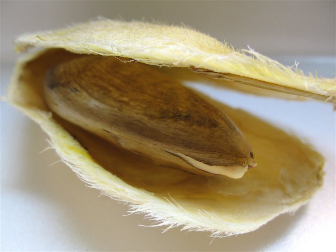 Opened mango bone with seed