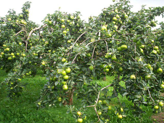 andra cykeln av äppelträdets utveckling
