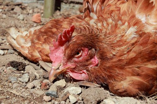 Trög kyckling, sjuk med pseudo-pest