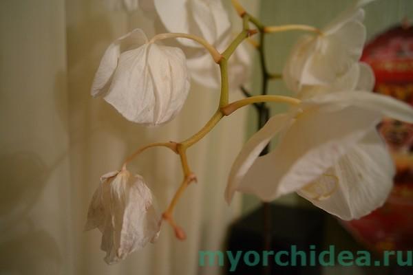 орхидеи цветя изсъхват