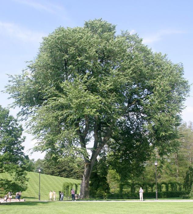 alm träd foto