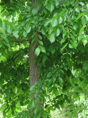صورة لشجرة الدردار وأوراق الشجر