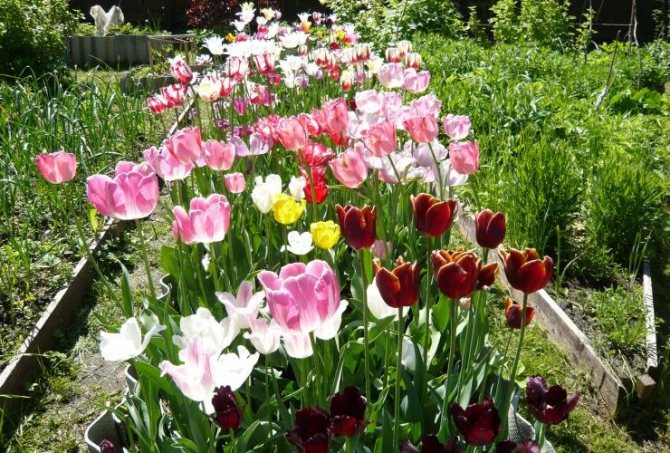 Choosing a place for planting tulips