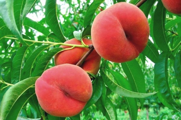 Du måste välja persikor för grop från zonerade sorter, inte från ett ympat träd