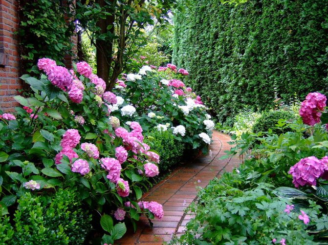 You need to choose a variety of hydrangeas in accordance with your own preferences.