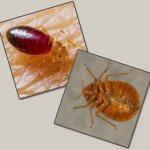 When choosing a means and method for destroying bedbugs, it is useful to first read the reviews of those people who have already gone through this and are ready to share the important nuances of this difficult fight against parasites ...
