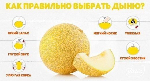 pagpili ng melon