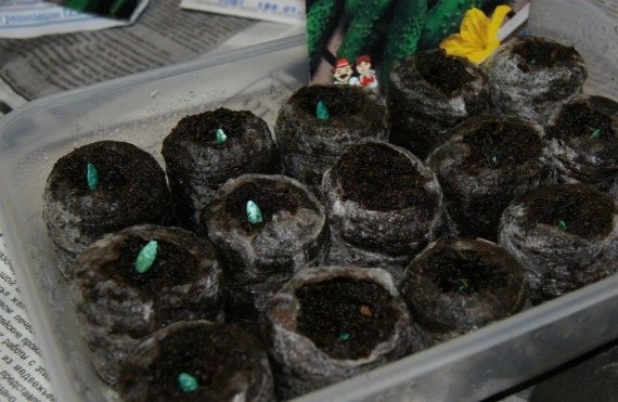 The choice of container for seedlings