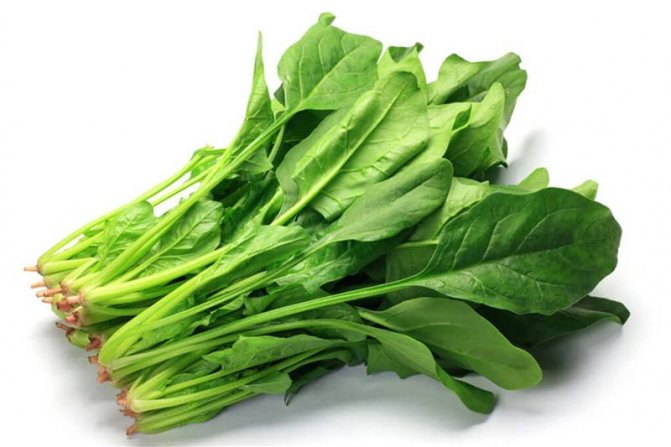 selection and storage of spinach