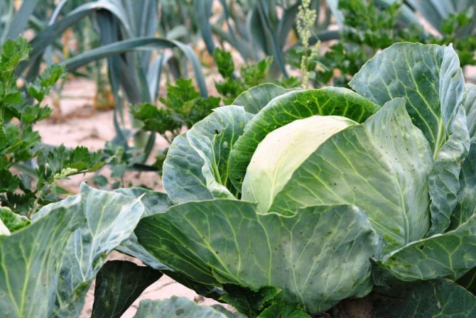 Selection and preparation of a site for planting cabbage
