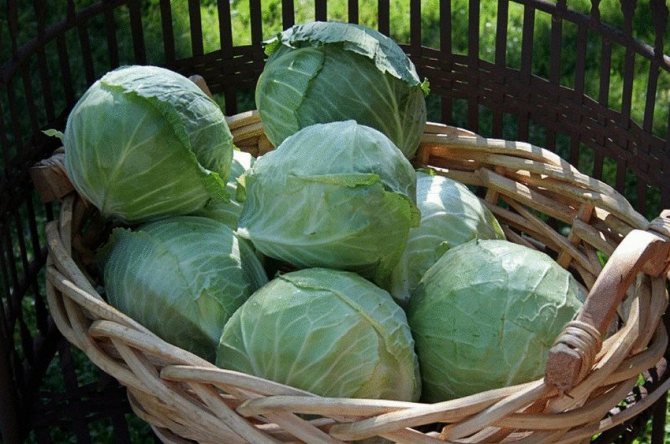 Choosing cabbage for pickling