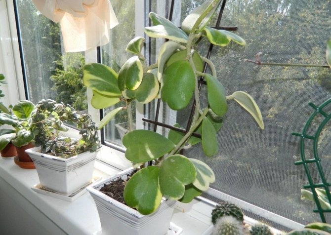 Choosing a place for a hoya