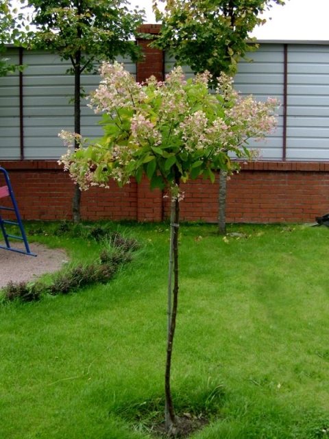 Choosing a place for planting a Japanese cherry seedling