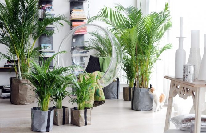 Choisir un lieu et des conditions pour garder un palmier dattier