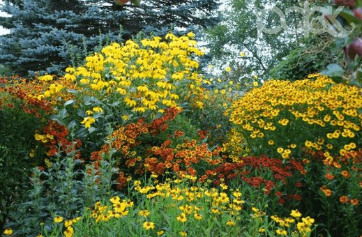 Choosing a place and conditions for keeping helenium