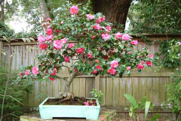 Choosing a place and conditions for keeping camellia