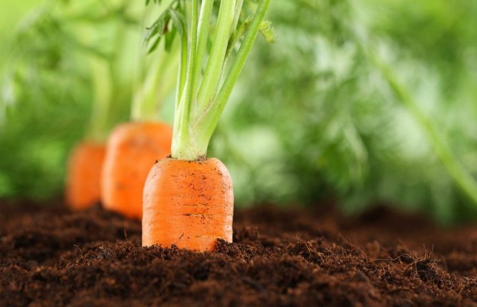 Избор на място за засаждане на моркови