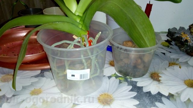 Choosing a new pot for phalaenopsis