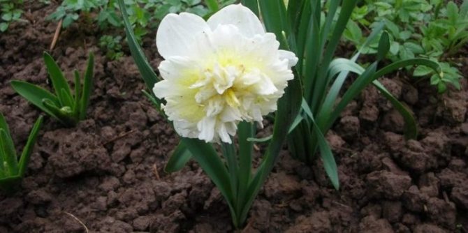Choosing a soil for planting a daffodil